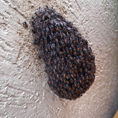 Apis Floria (fulori bees ) Removal