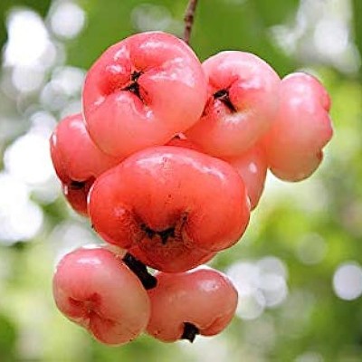 Jamb red apple